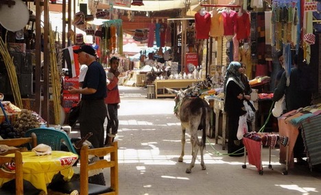 Donkey at the souq in Luxor